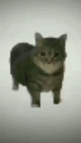 Spinning cat